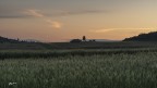 Spine di grano all'alba 1