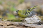 Lucherino_DSC1222