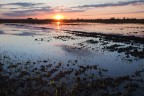 risaia all'alba