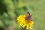 Lycaena phlaeas (Argo Bronzeo) su Tarassaco con Sphaerophoria (Sirfide) in arrivo.
Oasi di Bentivoglio (Bo) - 28 maggio 2020