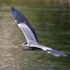 Airone cenerino