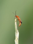 Rhagonycha fulva - Lo Scarabeo comune Red soldier.
Questo coleottero deve il suo nome da combattente al suo ruolo benefico sulle piante, sterminatore di afidi e altri piccoli insetti.