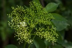 st