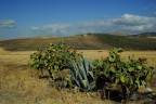 Terre di Sicilia. Terre di Sicilia.