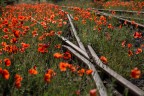 incroci e papaveri