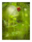 Red Passion