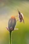 | Bombylius |