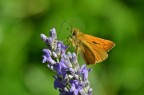 Ochlodes venatus