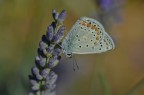 Licenide su lavanda