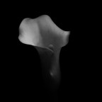Calla bn2