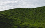 Cameron Highlands, Malesia