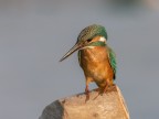 Martin a 6400 iso