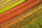 Explosion of colors