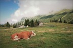 Montasio (UD) Montasio (UD)