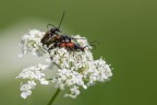 Paracorymbia maculicornis su Cerfoglio dei prati