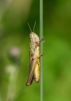 Chorthippus