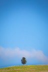 SOLO