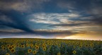 Un campo di girasoli al tramonto