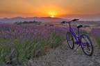 Campo di lavanda con bici