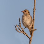 Passera lagia
