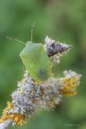 Cimice