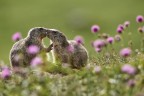Le giovani marmotte