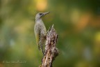 Picchio Verde  juv Picchio Verde  juv