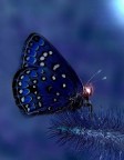 Night whisper