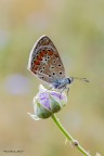 licenide su fiore