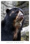 Orso andino