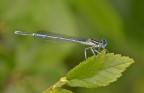 Ischnura elegans