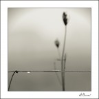 Una lacrima ed un fiore
