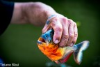 Pescasto direttamente da una barchina in Amazzonia con esca un pezzo di carne. 
I piranha sono considerati grandi carnivori ma sono semplici da pescare ed  diffuso mangiarli. Come sempre il vero predatore  sempre l'uomo.