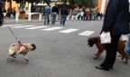 Burle tra cani