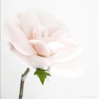 Delicatamente Delicatamente