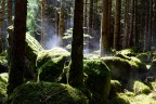 Mattina nel bosco