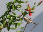 Passero