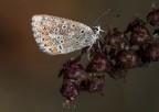 macro_orizz