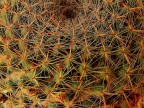 Cactus.