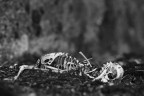 Bones