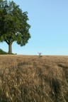 Il mio amico albero