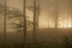 prime nebbie nel bosco