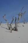 Spiaggia delle dune, Porto Pino in Sardegna. 2004