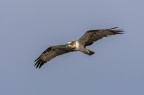Falco pescatore
