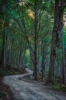 strada forestale all'interno del Parco Nazionale Appennino Tosco Emiliano.
 Parma