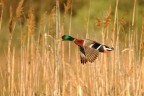 Colori in volo
