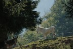 L'eletto