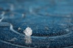 Frozen
