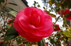 Una rosa rossa