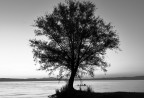 Lago, bagnanti e un albero